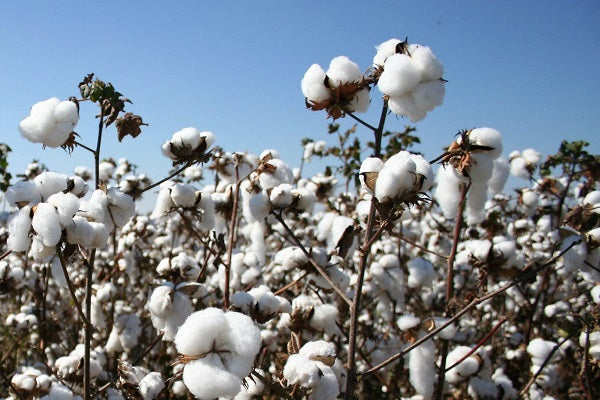 Desi cotton